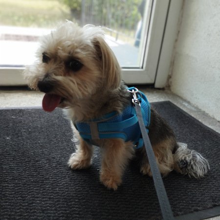 Piesek po pielęgnacji